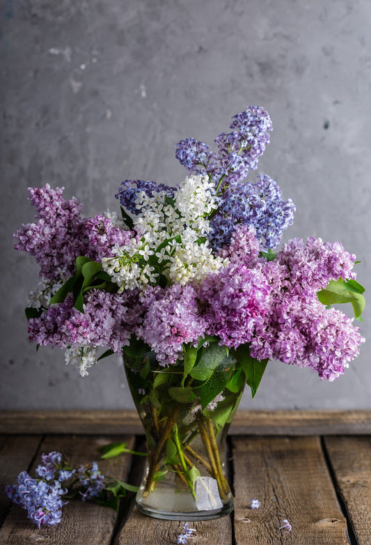 Connais-tu les bienfaits du lilas?