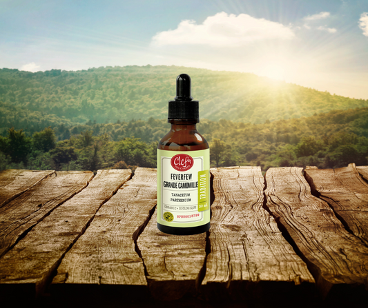Grande Camomille teinture