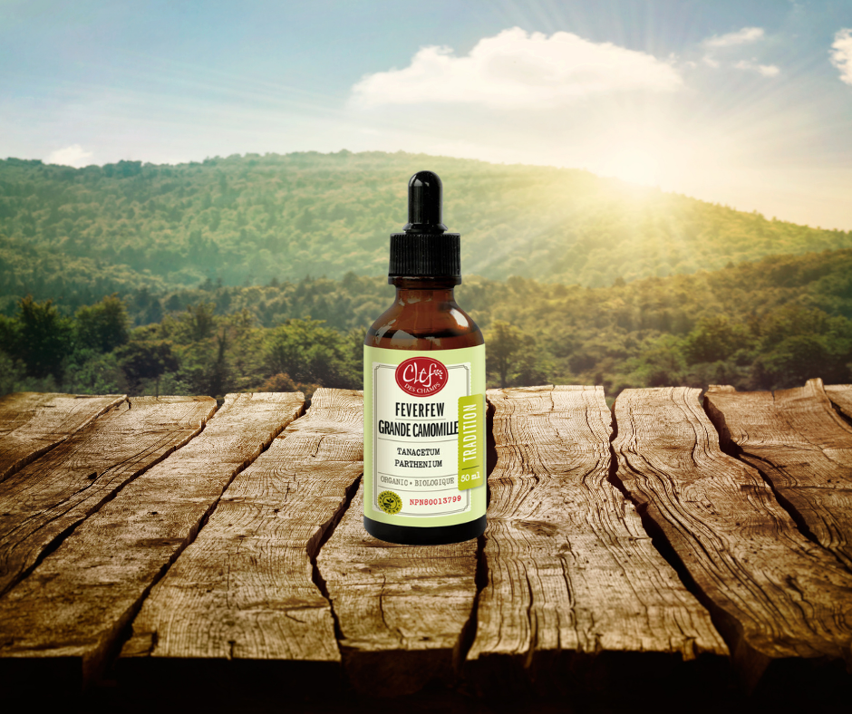Grande Camomille teinture
