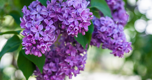 galet cire lilas
