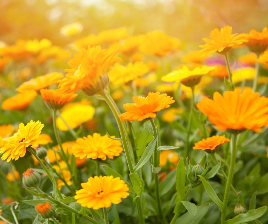 Galet calendula - Astuces Nature