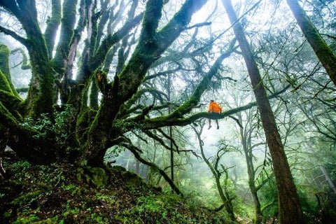 Galet balade en forêt