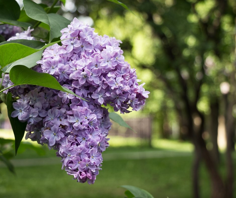 Hydrolat de lilas (de retour en juin)