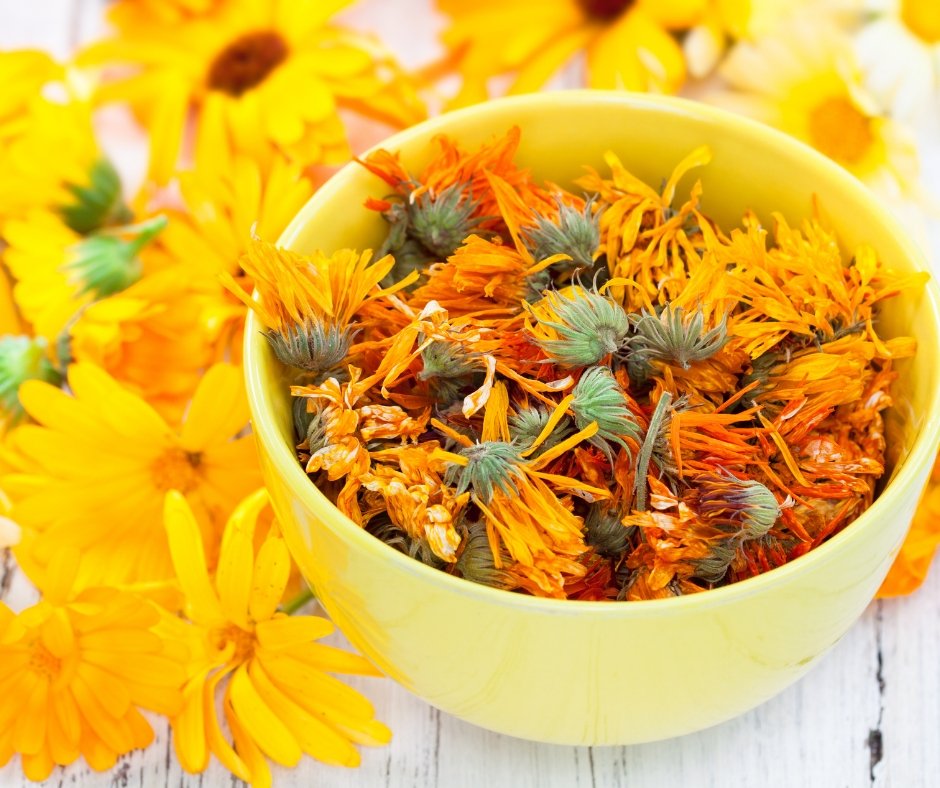 Macérat huileux de calendula